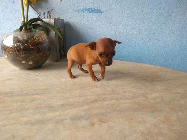 Lindíssima Feminha de Pinscher