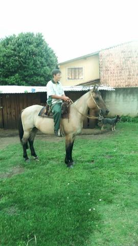 Oportunidade cavalo crioulo oferta ! ! !