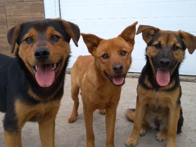 Rottweiler não é puro