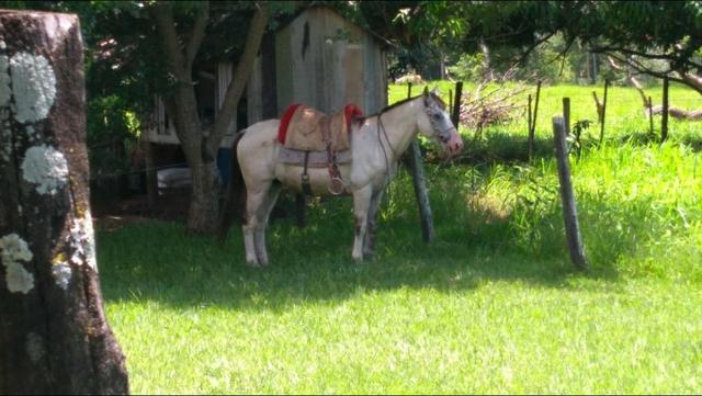 Vende - se cavalo crioulo