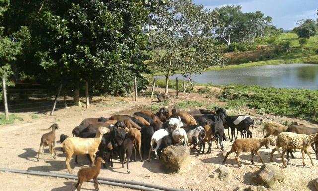 Vende-se rebanho de carneiro em jipa