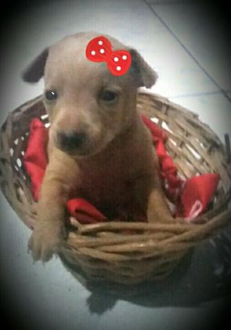 Vende se uma cachorrinha pinscher número um quase zero ja vermifugada