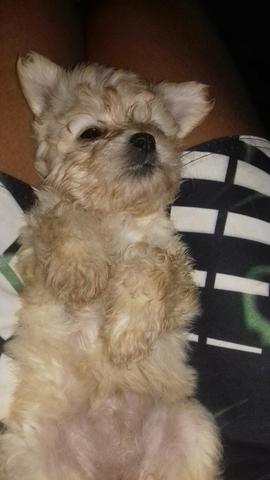 Vendo 3 cachorros poodle