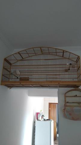 Voador de trinca medindo 1.30.