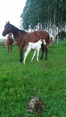 Égua Parida e prenha