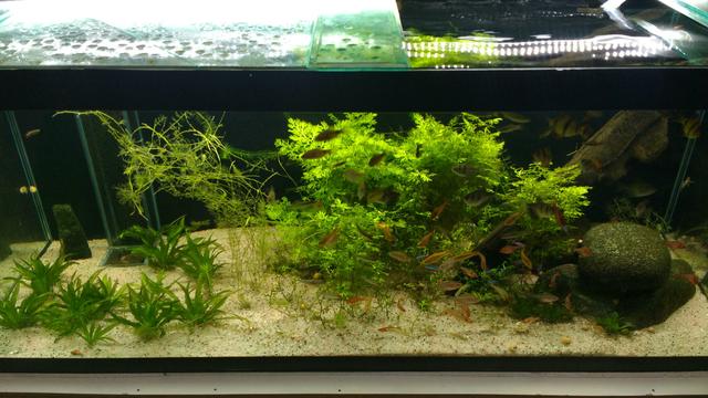 Aquario125x50x50 completo mais sump de 1.00x50x40