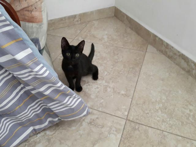 Bebê gatinha Alicinha (doação)