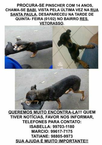 Cachorro perdido