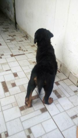 Fêmea de rottweiller