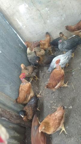 Frangas 4 meses $25 cada