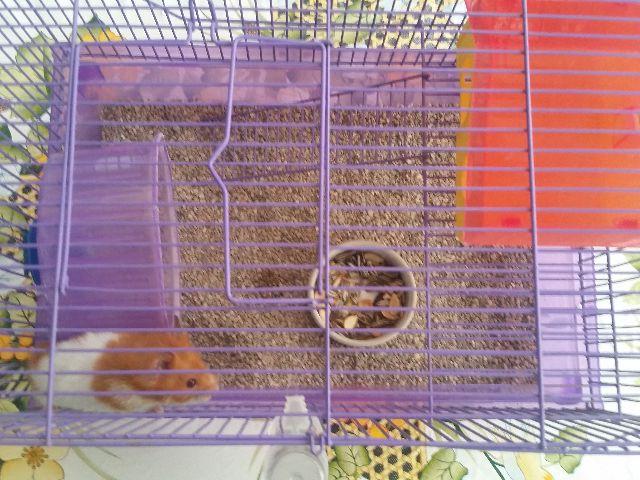 Hamster Sírio + Gaiola