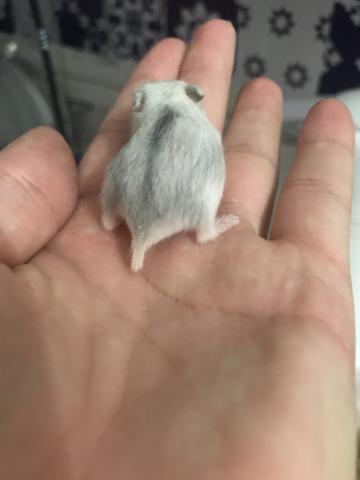 Hamsters anão russo pérolas e gray