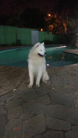 Samoieda macho para acasalamento