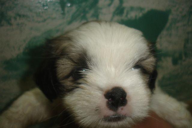 Shih Tzu fêmea muito meiga e fofa em Apucarana PR