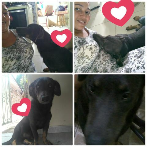 Adoção Responsável (doação)