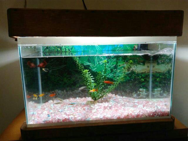 Aquário 30 L com iluminação e pedras decorativas