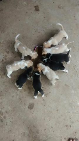 Beagles para venda
