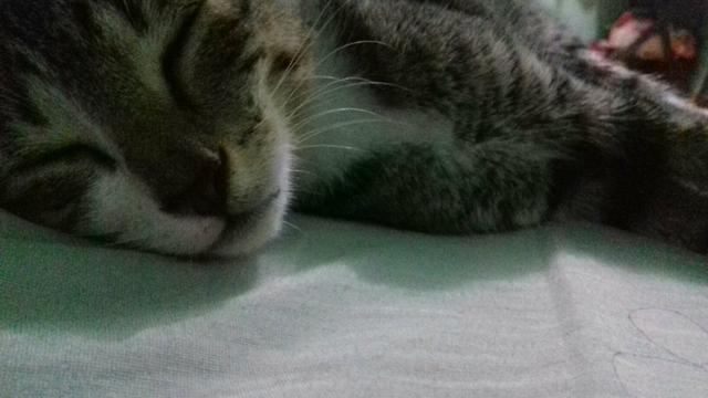 Doação responsável