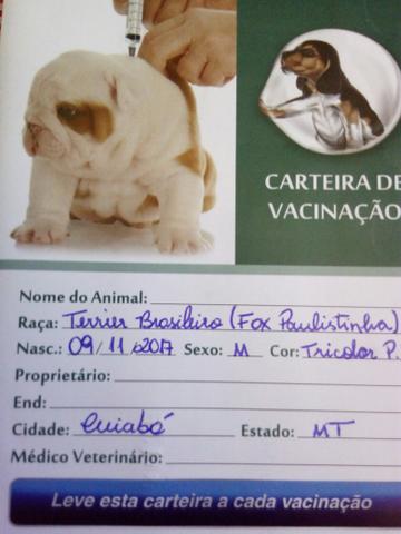 Fox Palistinha (Terrier Brasileiro)