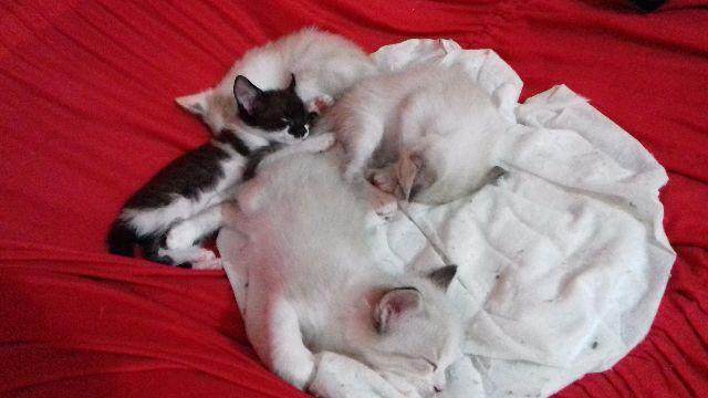 Gatinhos Siamês Brancos