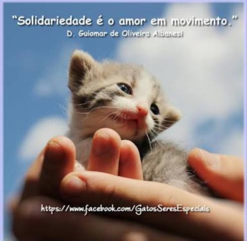 Gatinhos precisam de ajuda