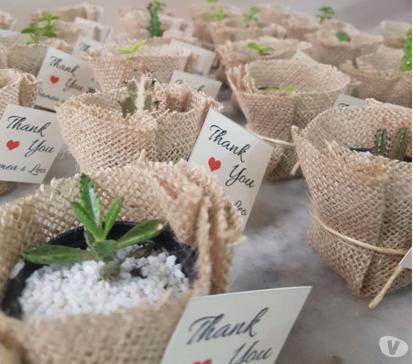 Lembrancinhas naturais de cactos e suculentas