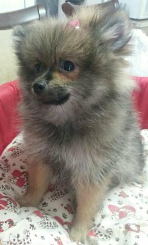 Spitz alemao belos ursinhos