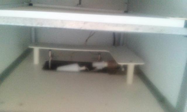 Vendo chocadeira luna chocmarter