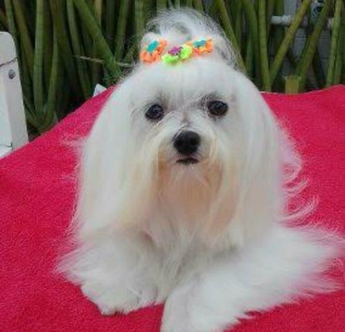 Vendo uma linda maltes micro