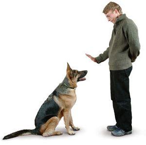 Adestramento de cães ☎ (