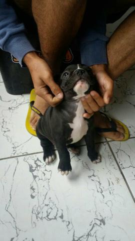 American Bully