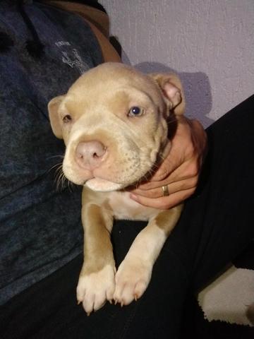 American Bully