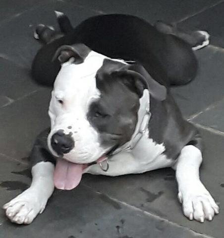 American Bully para cobertura