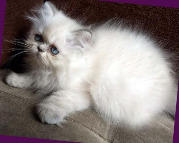 Fêmea persa himalaia 2 meses