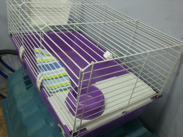 Gaiola própria para porquinhos da Índia gaiola nova com dois meses de uso só