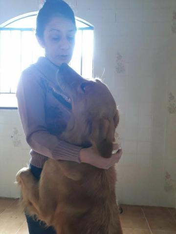 Golden fêmea para doação