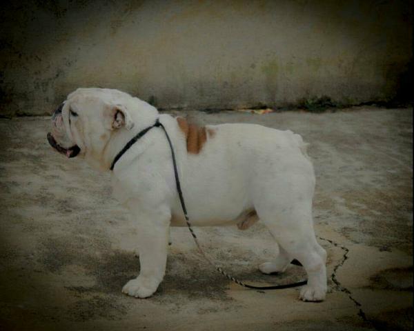 Lindo ingles disponivel cobertura