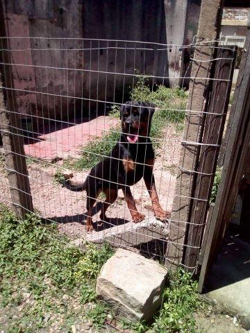 Rottweiler