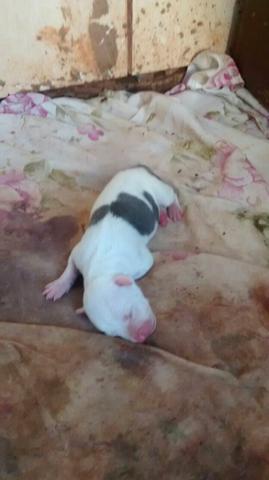 (Urgente!!) PIT BULL* NO PEDIGRI *$