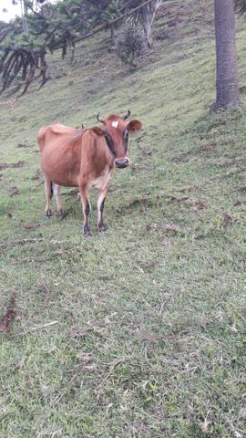 Vaca Jersey com terneiro grande e prenha