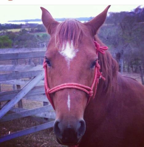 Vendo cavalo de 4 anos e 8 meses ou troco por bezerros