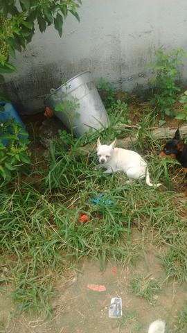 Vendo duas chihuahua fêmeas.