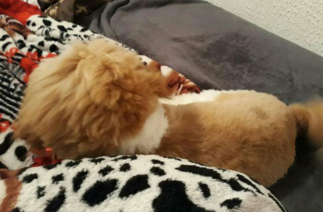 Vendo shitsh 6 meses