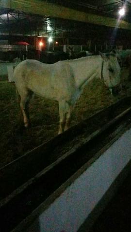 Égua quarto de milha