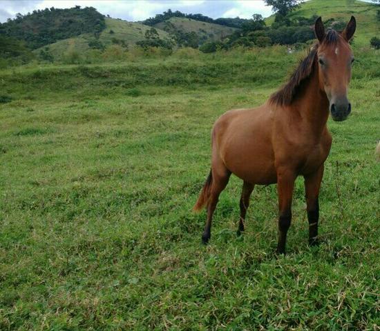 Ótimo potro MM