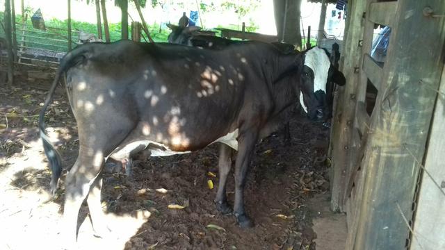 2 vaca leiteira