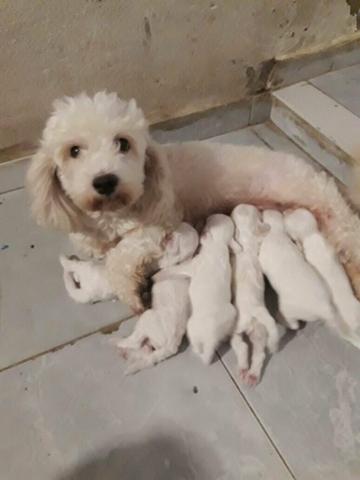 Cachorros de raça poodle