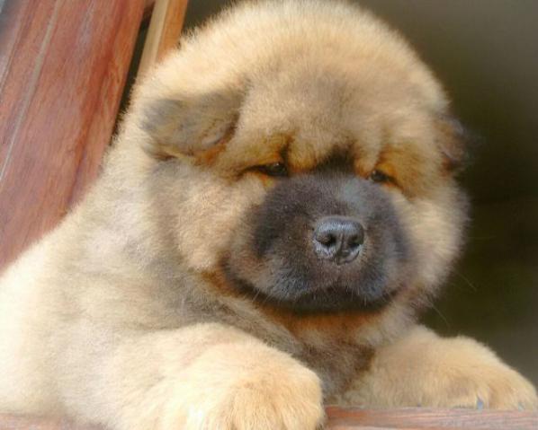 Chow-chow