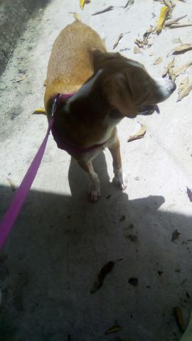 Estou doando.essa cadelinha