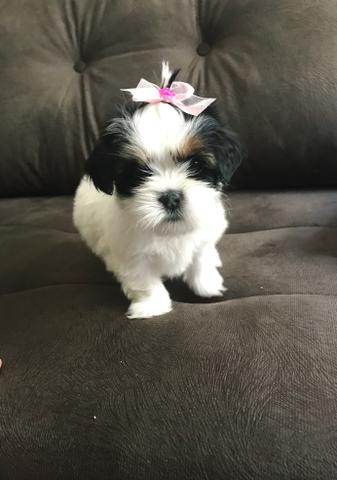 Fêmea de lhasa apso